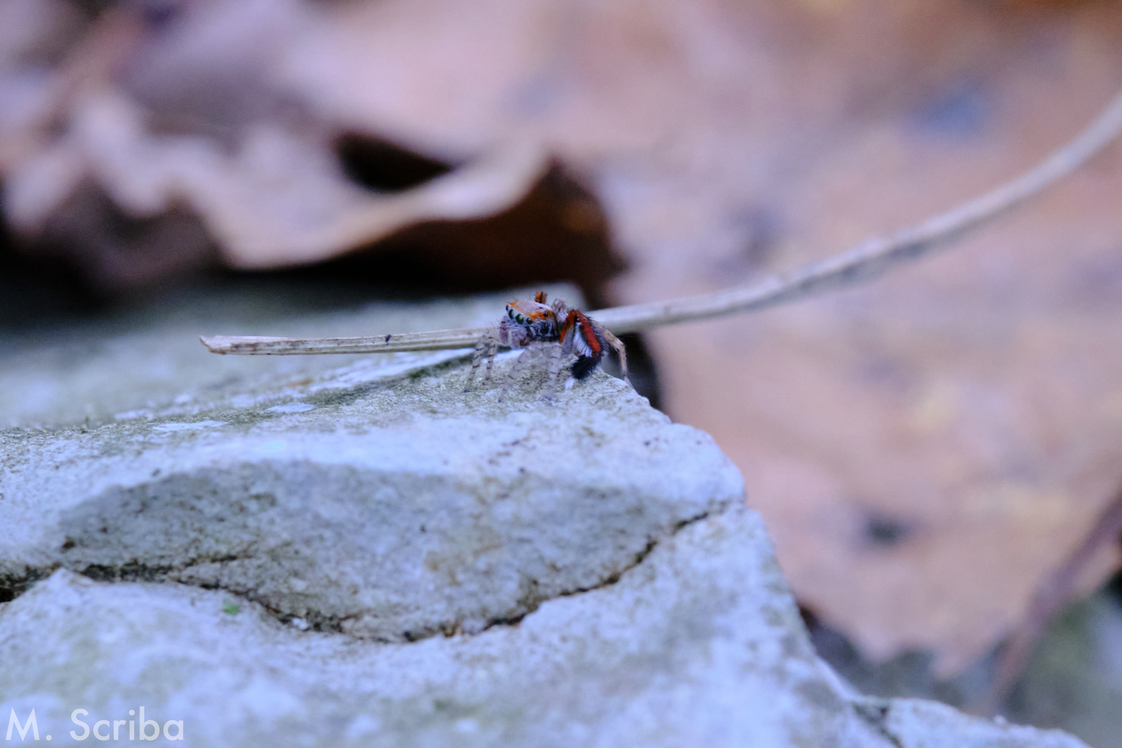 Saitis barbipes male on stone